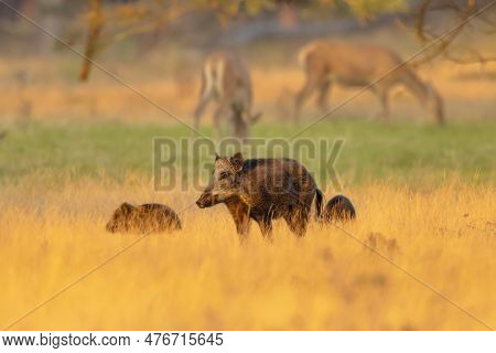 Wild Boar (sus Scrofa) With Piglet. This Animal Is A Suid Native To Much Of Eurasia And North Africa