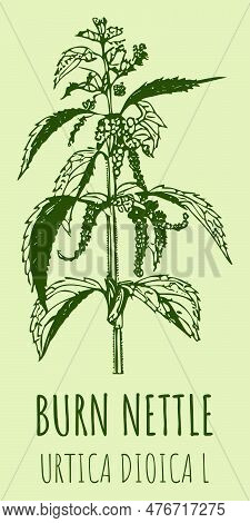 Vector Drawings Burn Nettle. Hand Drawn Illustration. Latin Name Urtica Dioica L.