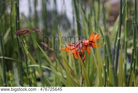Front View On An Orange Montbretia Flower Growing Amongst A Plant That Is Probably Member Of The Hor