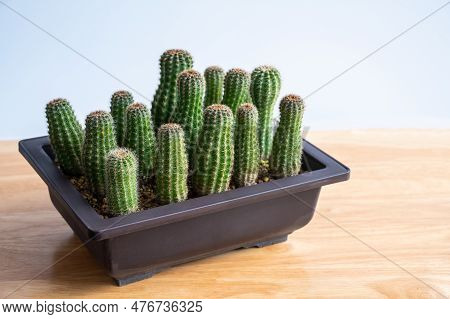 Group Of Strange Echinopsis Calochlora Cactus Stretching Caused Of Lack Of Sunlight. Cactus Need Exp