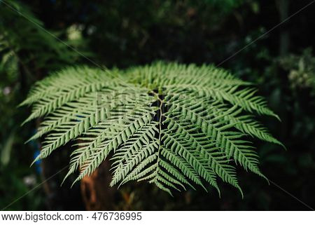 Close-up Shot Of A Polypodiopsida Or Polypodiophyta Or Usually Known As Fern Leaves With Bokeh Or So