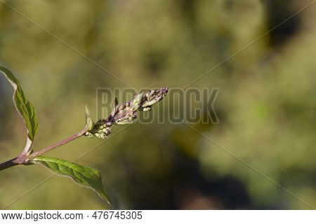 Hungarian Lilac Branch With Flower Buds In The Spring