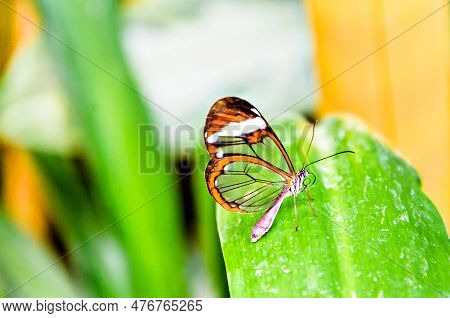 Glass Or Mirrored Butterfly, Transparent) (greta Oto), Lepidopteron