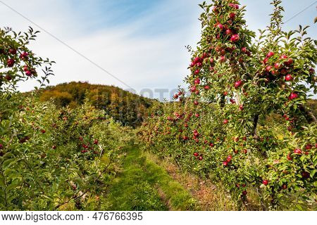 Idared Apple Trees In Orchard, France. Ripe Apples Ready To Pick At Harvest Time.