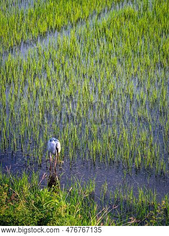 Beautiful White Stork (ciconia Ciconia) Hunting In Rice Field. Asian Openbill, Open-billed Stork, An