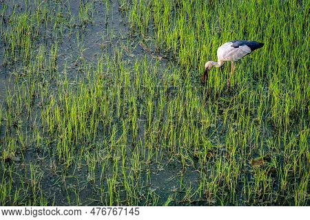Beautiful White Stork (ciconia Ciconia) Hunting In Rice Field. Asian Openbill, Open-billed Stork, An
