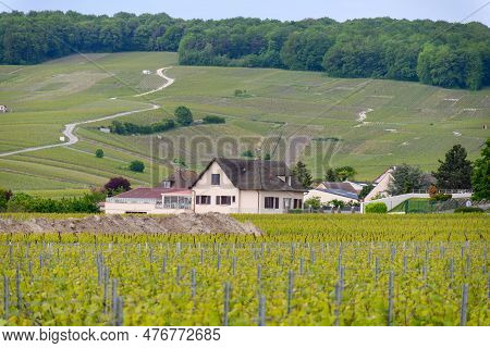 View On Green Grand Cru Champagne Vineyards Near Villages Avize And Oger, Côte Des Blancs Area, Cham