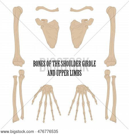 Bones Of The Shoulder Girdle And Upper Limbs.