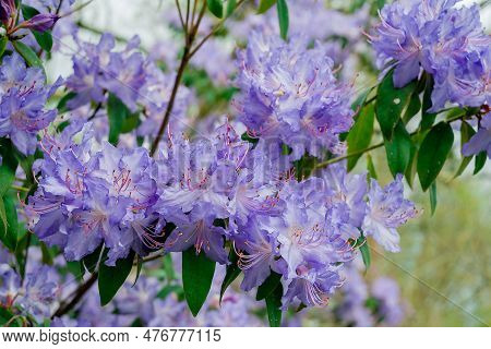 Light Pink Blue Rhododendron Brush.