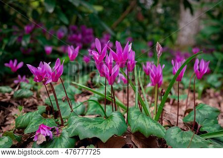 Cyclamen Coum Flowers Natural On Forest Floor