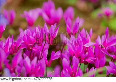 Cyclamen Coum Flowers Natural On Forest Floor