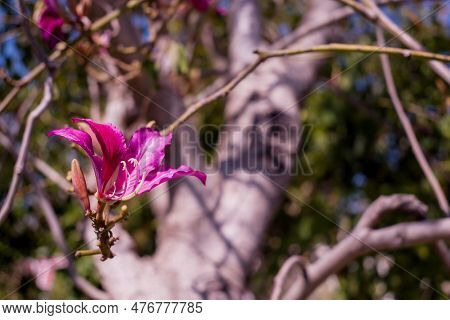 Detail Of Redbud Tree. Buds And Flowers On Branch
