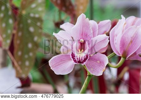 Pink Orchid Flowers On Green Background.