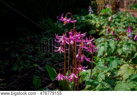 Spring Wild Flower Erythronium Close-up