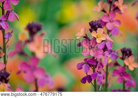 The Brightly Colored Spring Flowers Of Erysimum Cheiri Cheiranthus