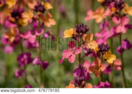 The Brightly Colored Spring Flowers Of Erysimum Cheiri Cheiranthus