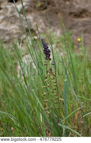 Tragopogon Porrifolius, Purple Salsify Flowers On Green Background