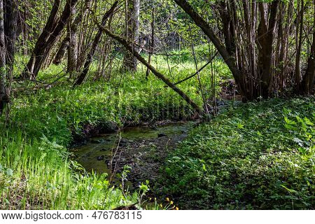 A Small Forest Stream Running Through The Trees. Giblitsa Stream, Maloyaroslavetsky District, Kaluzh