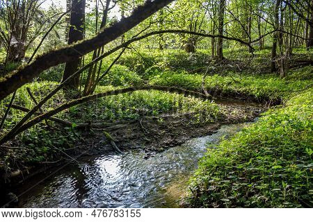 A Small Forest Stream Running Through The Trees. Giblitsa Stream, Maloyaroslavetsky District, Kaluzh