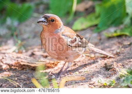Common Chaffinch, Fringilla Coelebs, Sits On The Ground In Spring. Common Chaffinch In Wildlife.