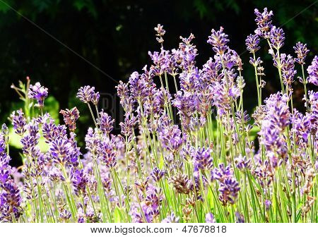 Fiori di lavanda, Irlanda
