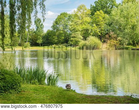 Pond, Lake Dowesee In A Park In Braunschweig, Green Trees And Their Reflection In The Water, Duck, R
