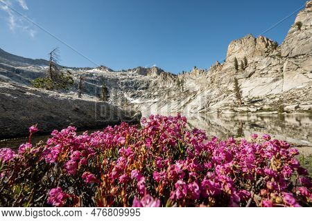 Beardtongue Flowers Bloom On The Edge Of Pear Lake In Sequoia National Park