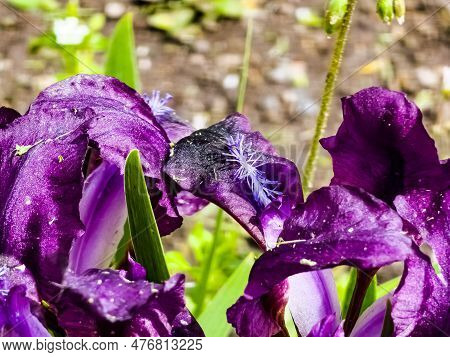 Pygmy Iris Or Dwarf Iris Pumila Hybrida Caerulea Blooming With Single Purple Blooms. Iris Pumila. Wi