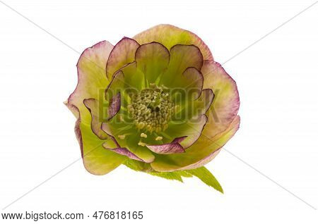 Botanical Hellebore Flower Isolated On White Background