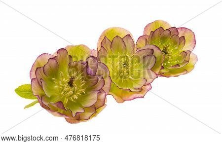 Botanical Hellebore Flower Isolated On White Background