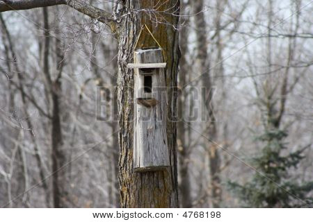 Birdhouse In un albero