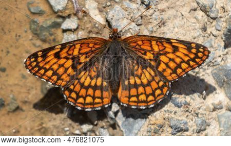 Northern Checkerspot Subspecies Eremita Sunbathing On A Trail. Joseph D. Grant County Park, Santa Cl