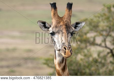 Head On Portrait Shot Of A Wild Giraffe, In The Masaai Mara Reserve Of Kenya, Africa