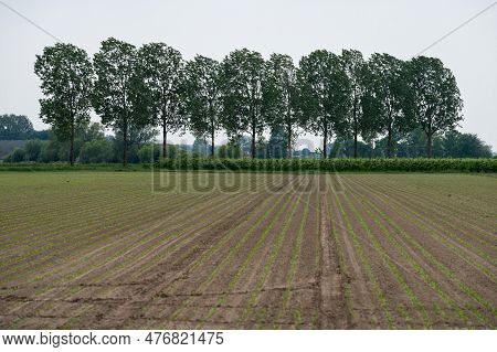 Fresh Plantations In Brown, Prepared Soil At An Agriculture Field Around Hulst, Zeeland, The Netherl