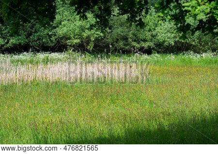 Green And Yellow Meaodw And Forest At The Flemish Countryside Around Daknam, East Flemish Region, Be