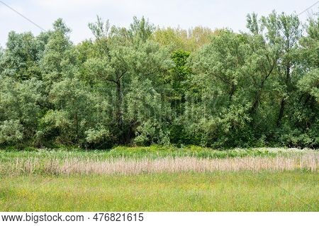 Green And Yellow Meaodw And Forest At The Flemish Countryside Around Daknam, East Flemish Region, Be