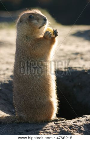Prairiedog in piedi e mangiare