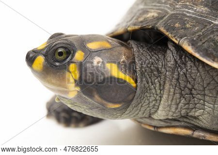 Yellow-spotted Amazon River Turtle, Podocnemis Unifilis Isolated On White Background