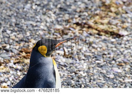 King Penguin On Martillo Island Beach, Ushuaia