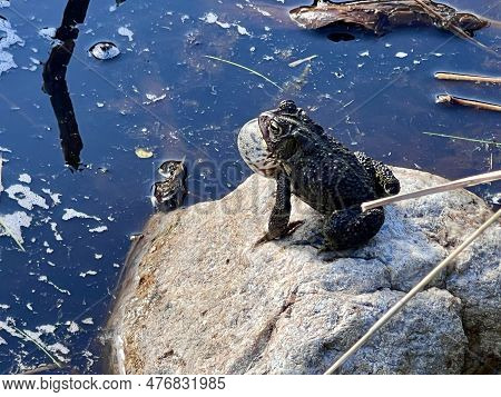 Canada Nova Scotia Halifax Frog Park Forest