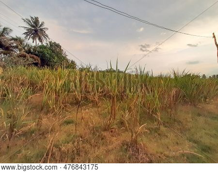 Closeup Of Beautiful Sugarcane Crop In Mandya District, Kadilavagilu Village