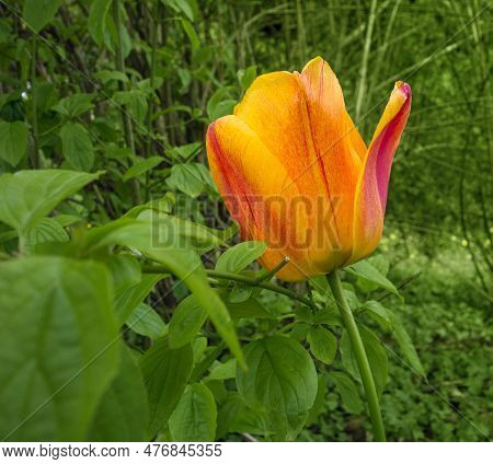 Yellow And Red Tulip Flower In Green Leavy Ambiance