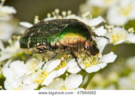 Rose oversideslidgarn (Cetonia Aurata)