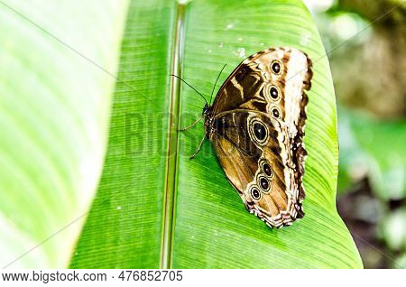 Beautiful Butterfly Enodia Anthedon On Green Leaves In The Garden. Lepidopteron