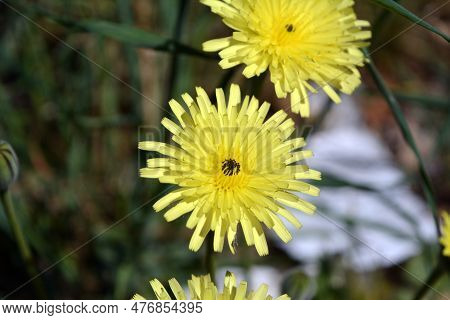 Delicate Yellow Dandelion Flower With Black Stamens