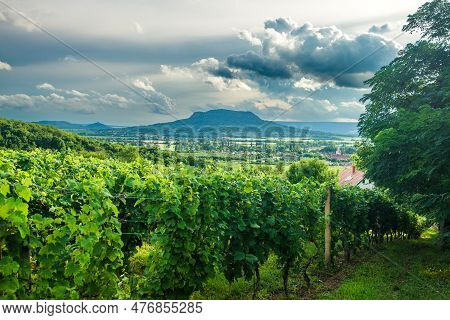 Vineyards With The Saint George Hill In Balaton Highlands, Hungary.