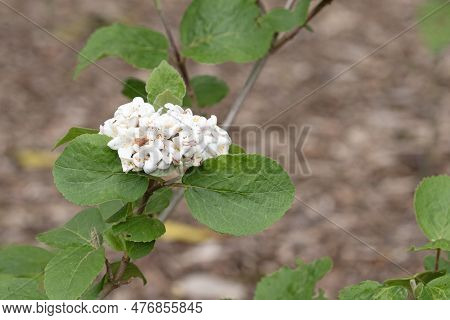 Korean Spice Viburnum Close Up Image Of Flowers And Leaves. Viburnum Carlesii. Selective Focus
