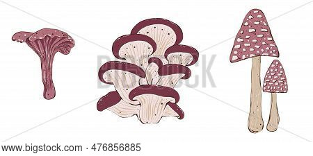 Set Of Mushrooms Illustrations. Hand Drawing Illustration In Cartoon Style Isolated On White.