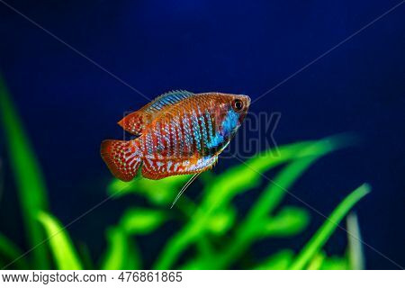 A Green Beautiful Planted Tropical Freshwater Aquarium With Fishes. Dwarf Gourami (colisa Lalia) Fis