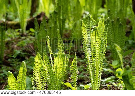 Natural Spring Background, Forest Landscape With Seedlings Of Ferns